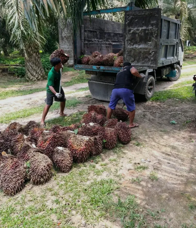 Pekerja membongkar tandan sawit dari truk